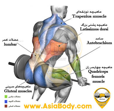 ددلیفت هالتر