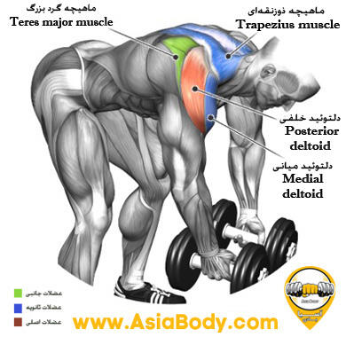  نشر خم با دمبل