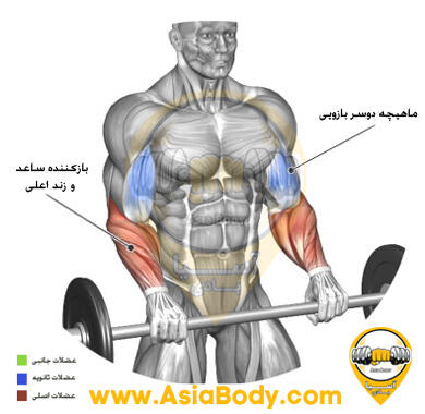 پشت ساعد هالتر صاف