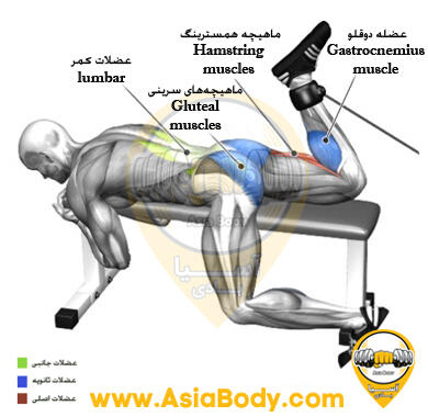 پشت پا سیم کش روی نیمکت 2