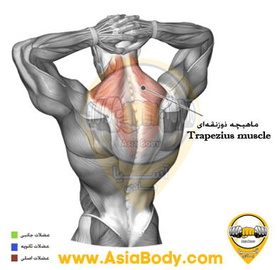 کشش عضلات ذوزنقه سر به جلو