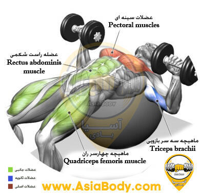 پرس سینه جفت دمبل روی توپ 1