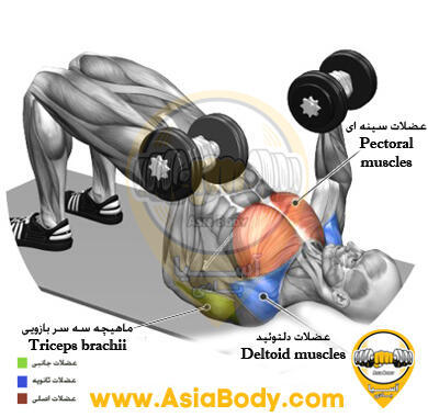 پرس سینه جفت دمبل روی زمین 1