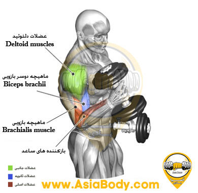جلو بازو دمبل چکشی ایستاده تناوبی