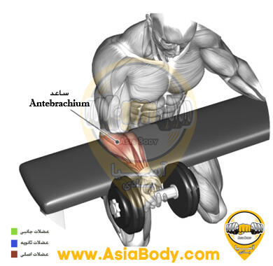 ساعد دمبل تک روی میز