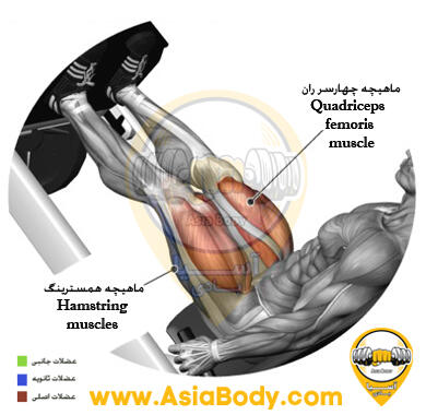 پرس پا خوابیده