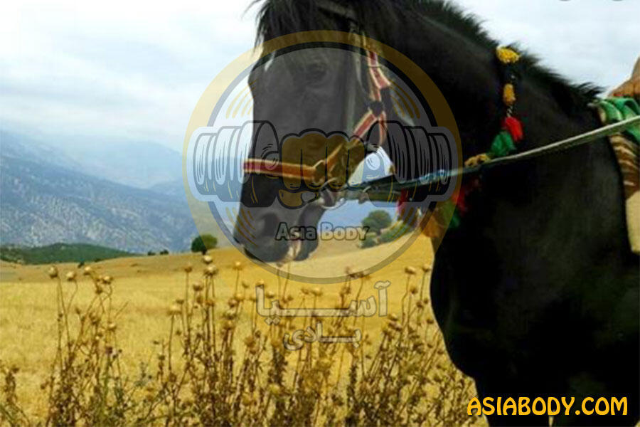 باشگاه سوارکاری افشین