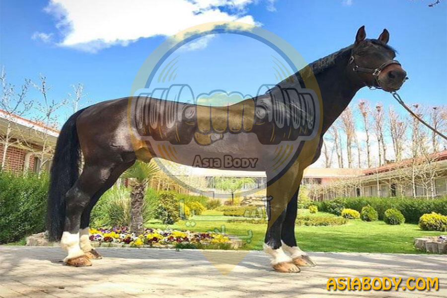 باشگاه سوارکاری دشت بهشت3