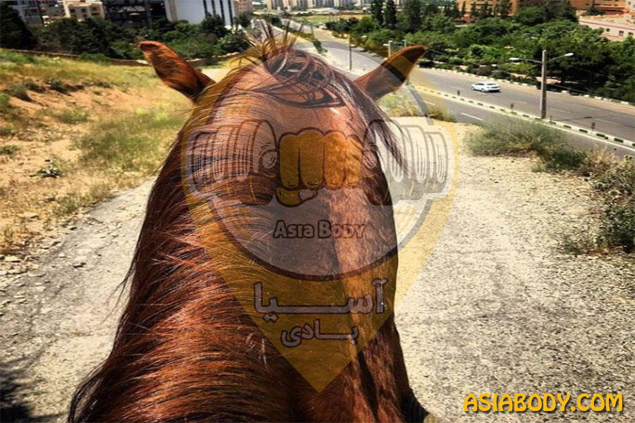 باشگاه سوارکاری زجاجی2