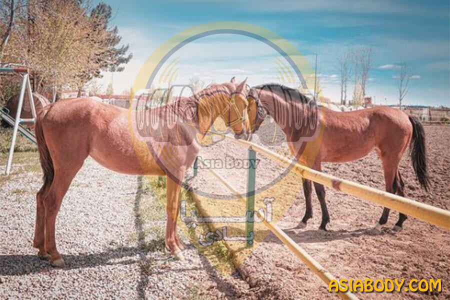 باشگاه سوارکاری شبنم3