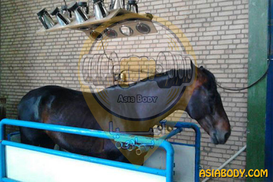 باشگاه سوارکاری شهاب3