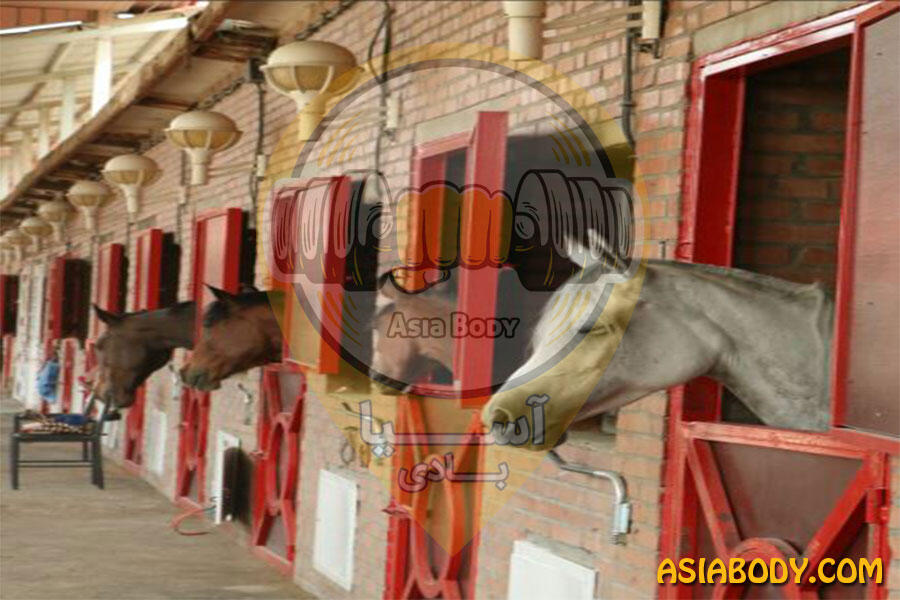 باشگاه سوارکاری شکوری3