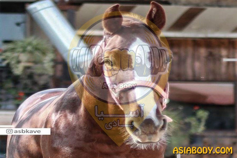 باشگاه سوارکاری کاوه