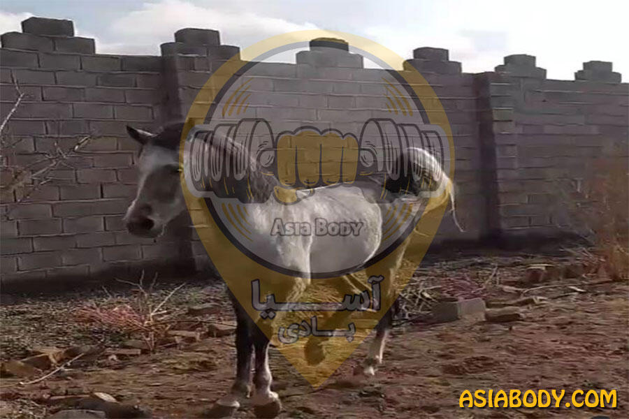 باشگاه سوارکاری کوروش