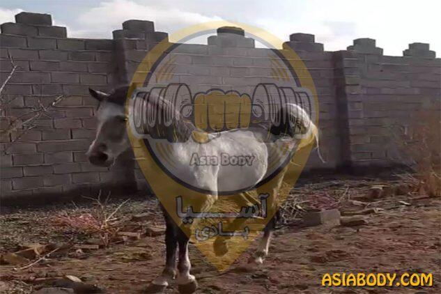 باشگاه سوارکاری کوروش
