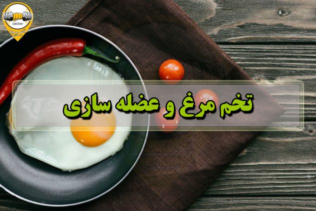 تخم مرغ برای عضله سازی